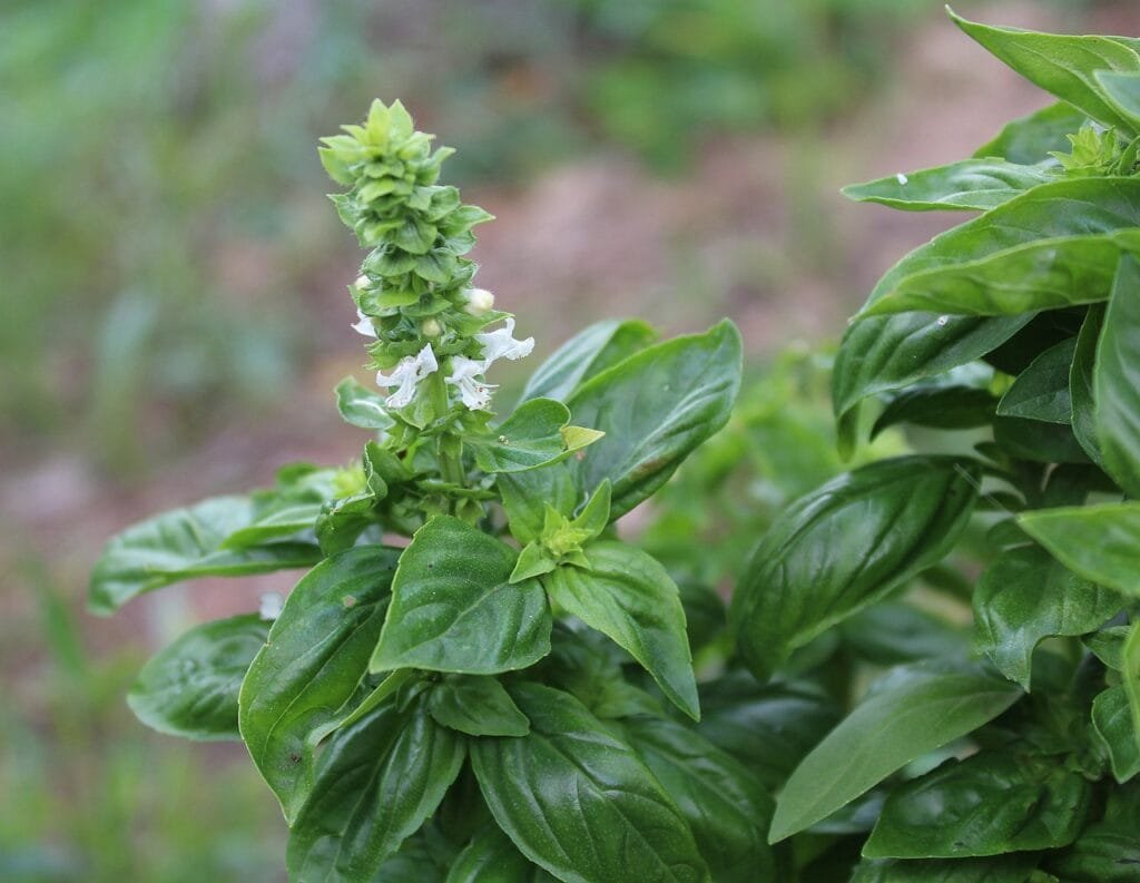 basil flowering seeds