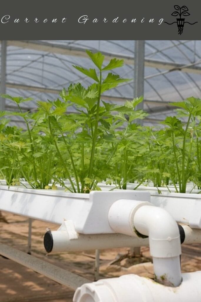 hydroponically grow coriander