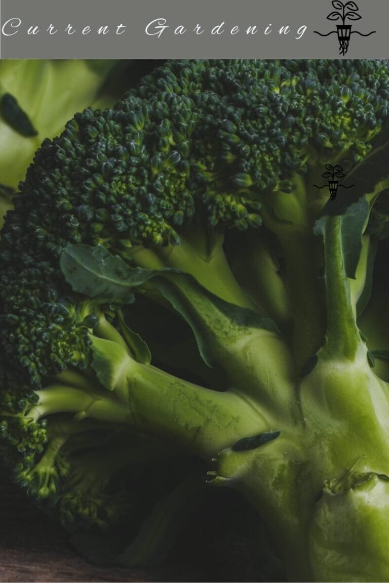 Bufga broccoli