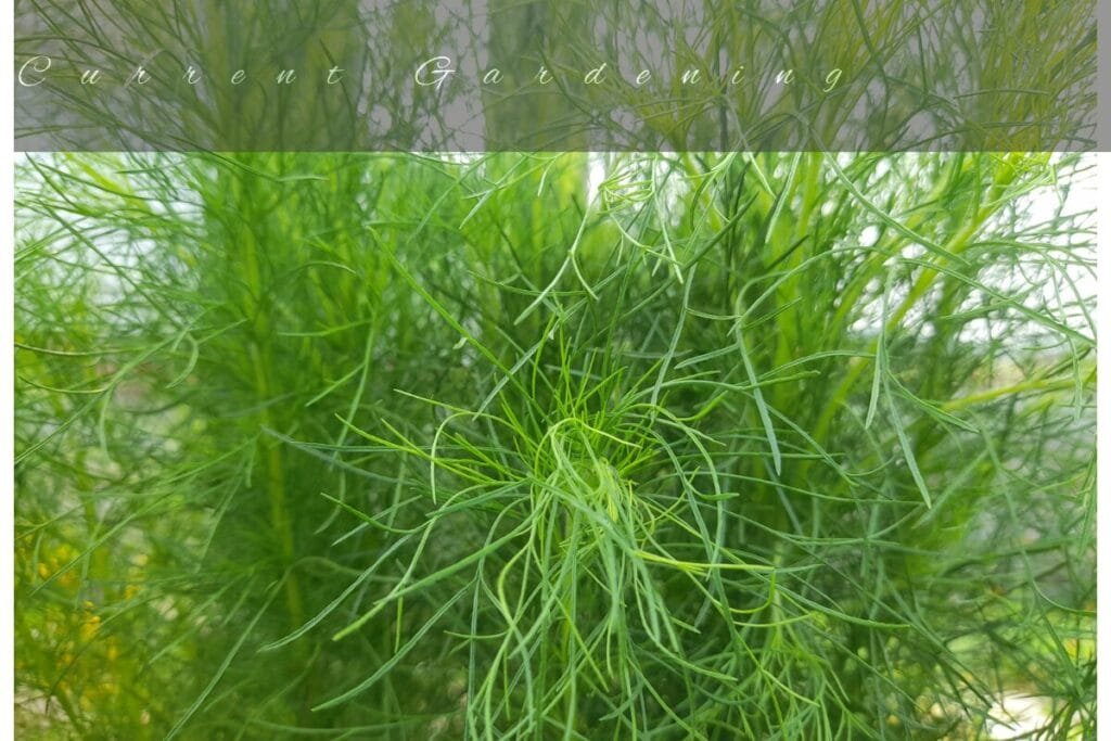 hydroponic-dill