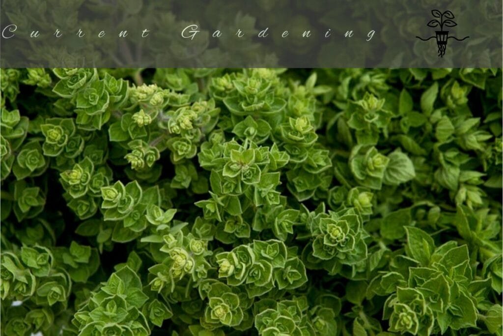 hydroponic-oregano