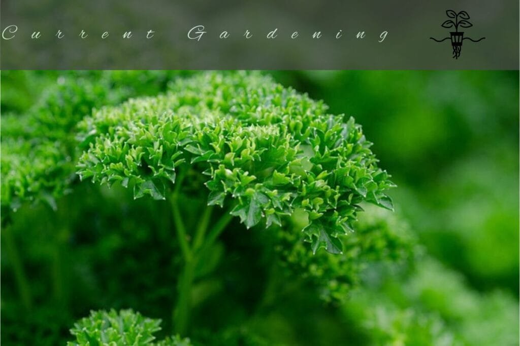 hydroponic parsley