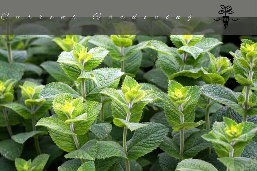 hydroponic pepper mint