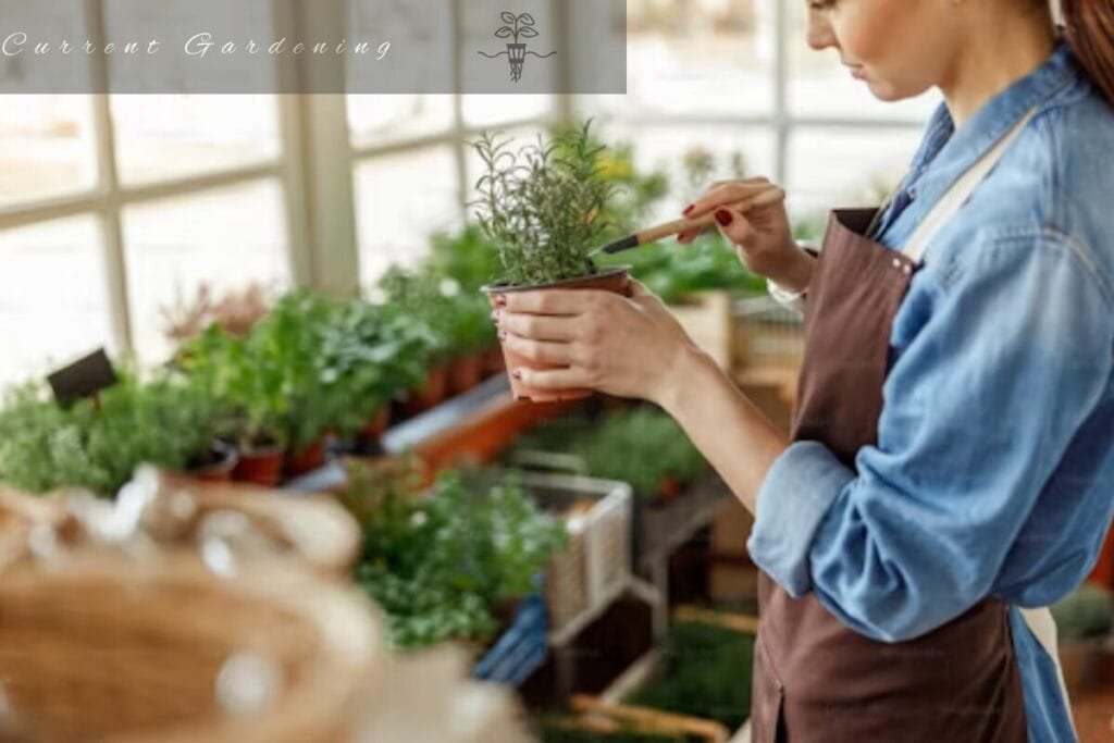 hydroponic rosemary checking