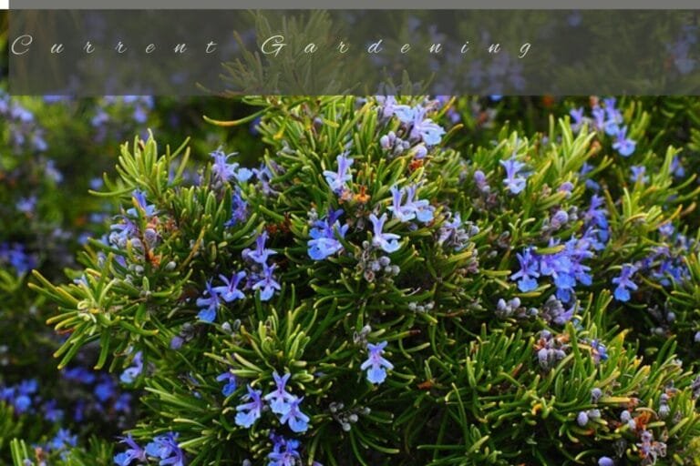 hydroponic-rosemary