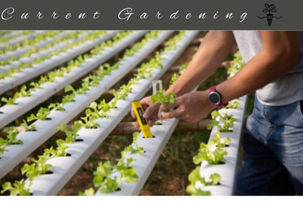 temperature checking hydroponic garden