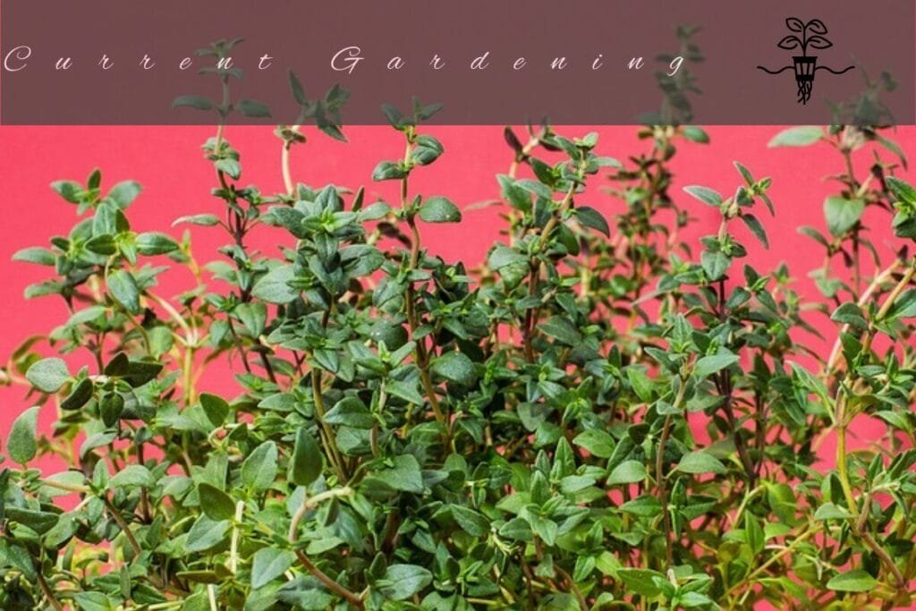 hydroponic-thyme