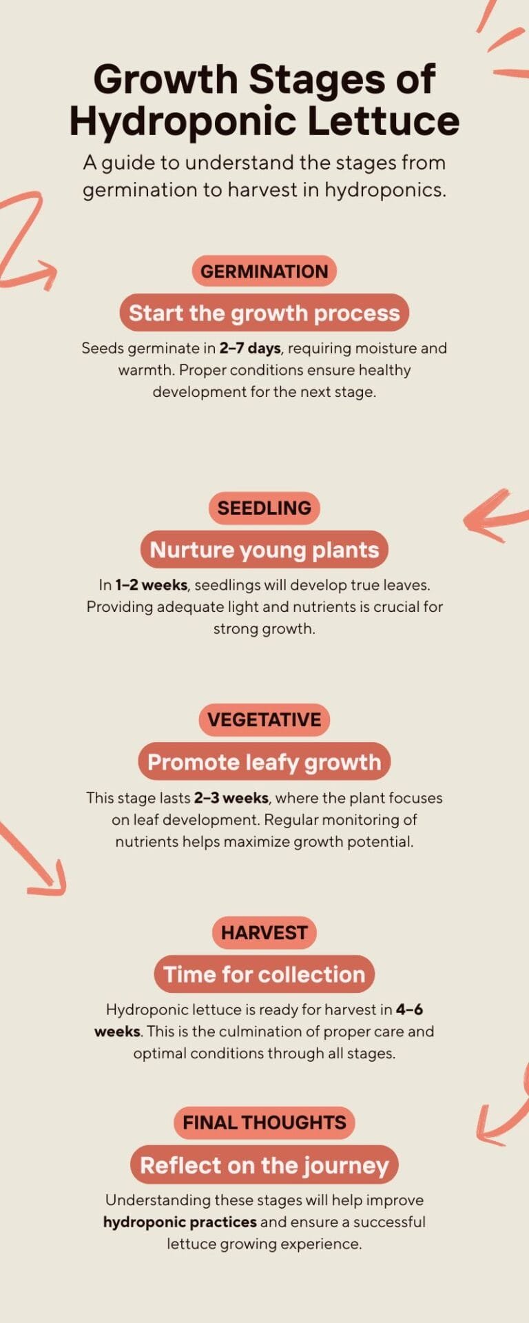 Infographic showing the growth stages of hydroponic lettuce from germination to harvest