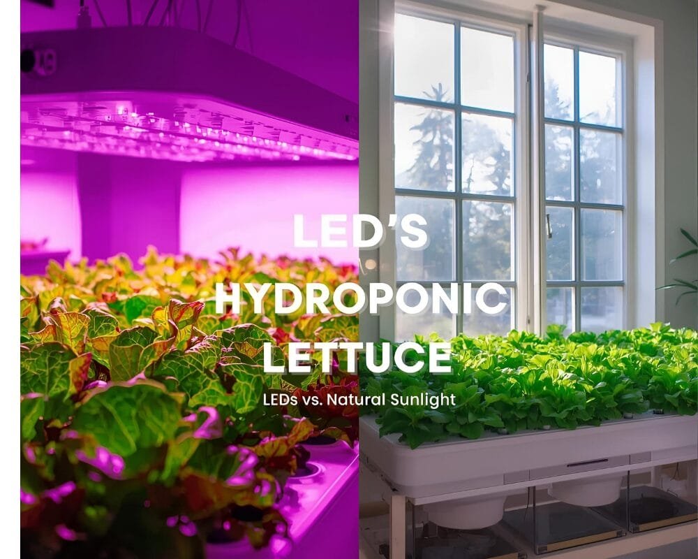 Split-screen image comparing hydroponic lettuce under purple LED grow lights on the left and in bright natural sunlight on the right.
