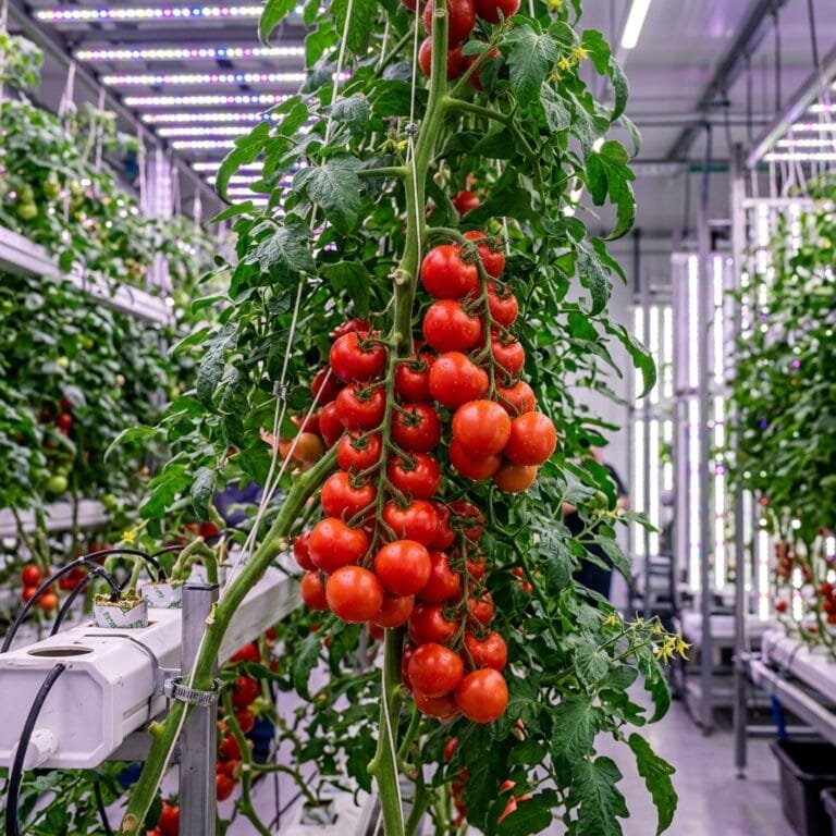 increase hydroponic tomato yield