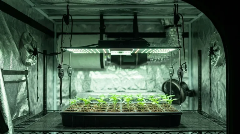 Best LED Grow Light Height for Seedlings: Distance Chart